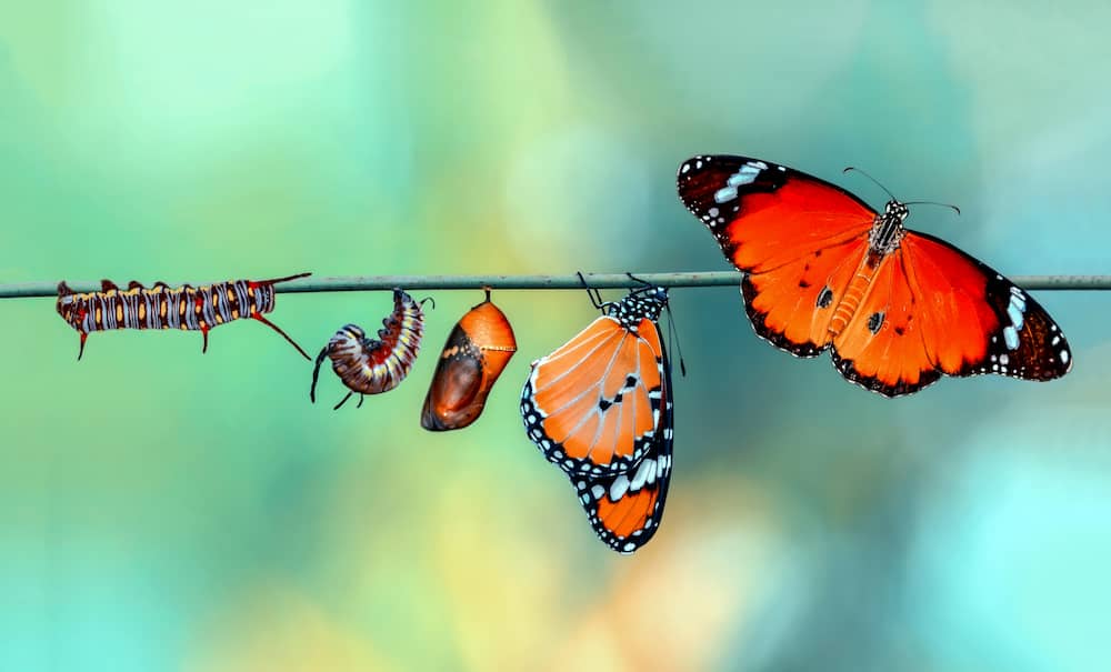 metamorphosis of a catepillar to a butterfly in 5 stages hanging on a branch.